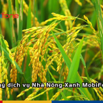 huy dich vu nha nong xanh mobifone